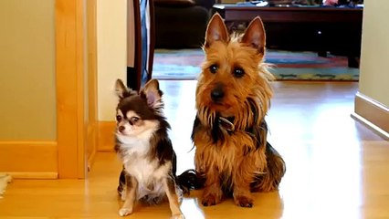 Who Pooped In The Kitchen?