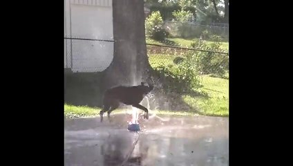 Boxer Plays With Sprinkler