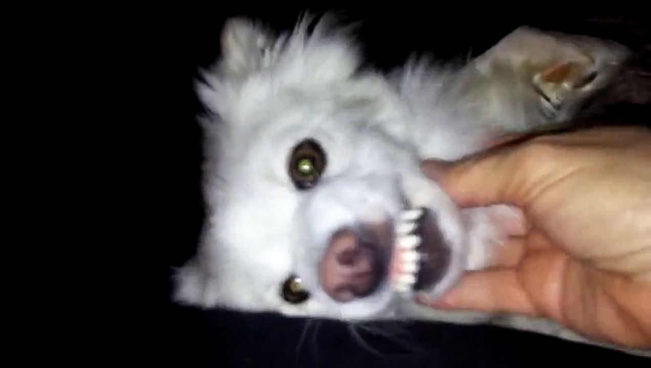 This Dog Purrs Like A Cat