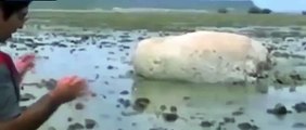 Japon : une étrange créature (ou pas) retrouvée sur une plage après le tsunami