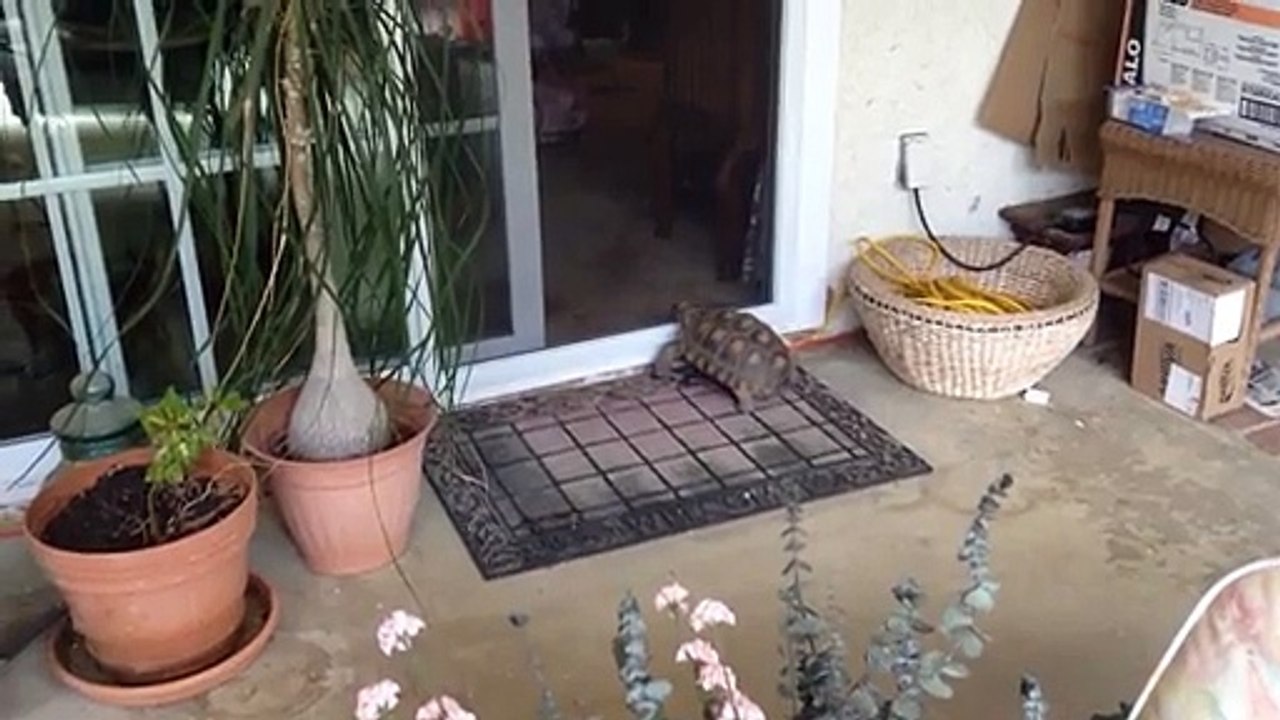 Amazing Turtle Can Open Doors