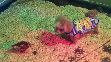 Chickens Run From Puppy Who Just Wants To Be Friends