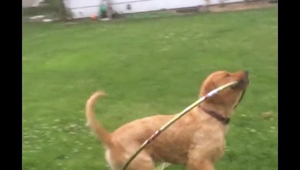 Amazing Hula Hooping Golden Retriever!