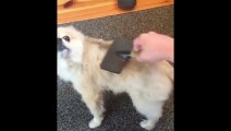 Funny Puppy Loves To Be Groomed