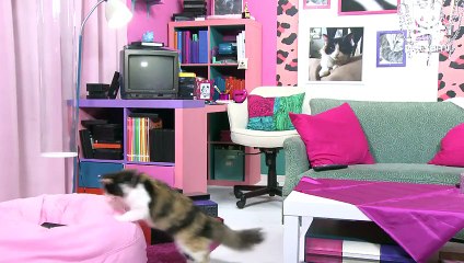 Adopt me: The cat that brings you good luck