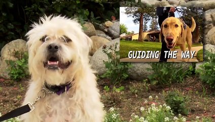 Amazing Seeing Eye Dog!