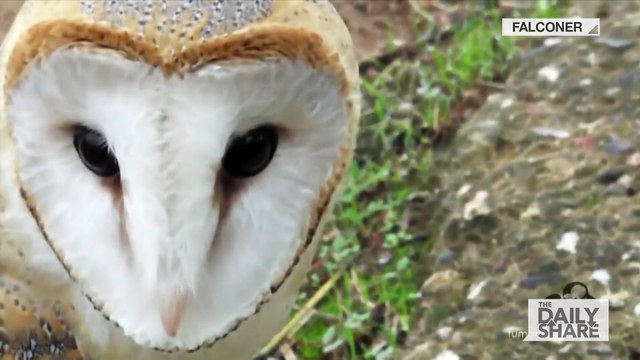 Un hibou et un chat sont les meilleurs amis du monde