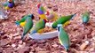 Stunning Lady Gouldian Finches feeding - YouTube