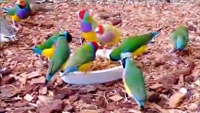 Stunning Lady Gouldian Finches feeding - YouTube