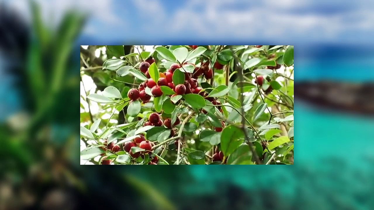 Escale à La Réunion