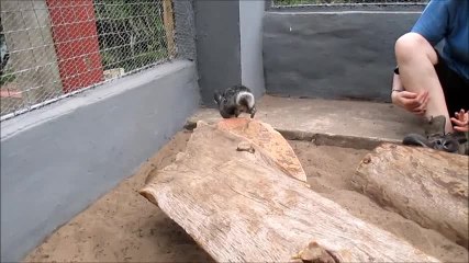 Chinchillas display incredibly quick acrobatics