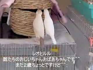 Nice Bird - Dailymotion