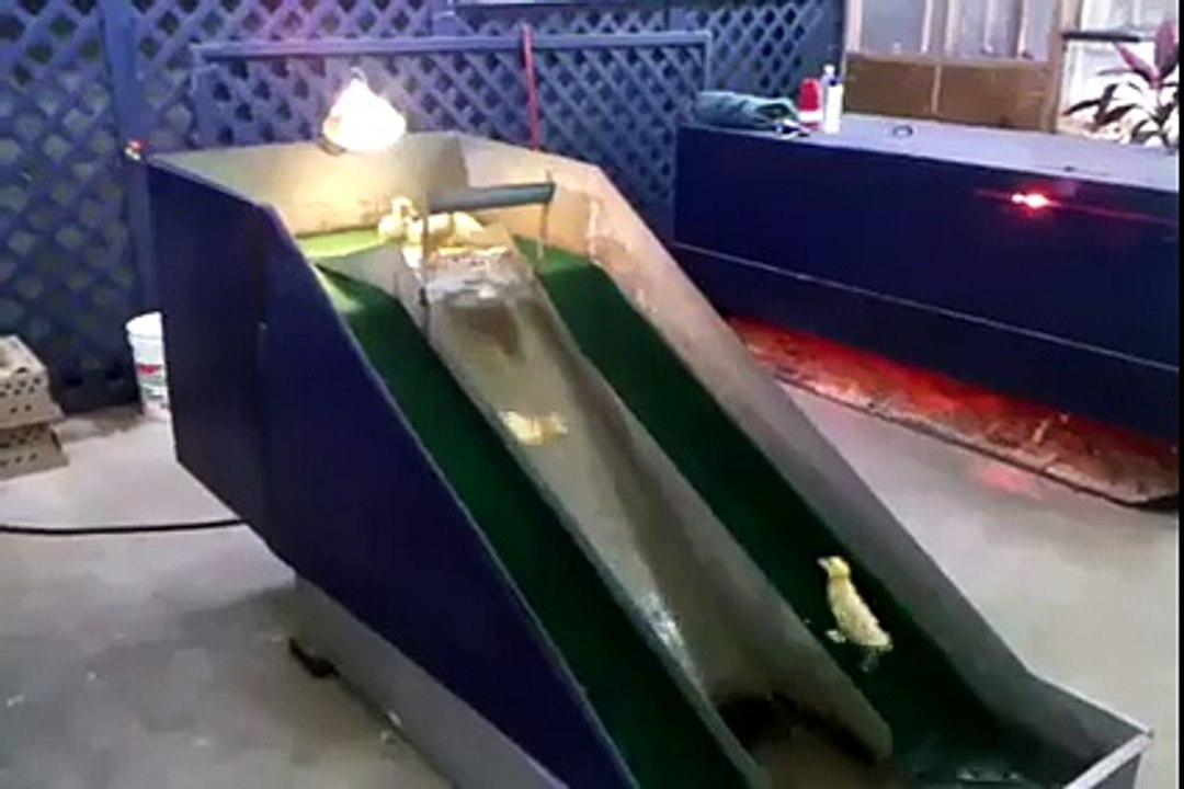 bird's Sliding ..............