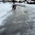 Quinn the Bernese Puppy + Ice + Slow-Mo