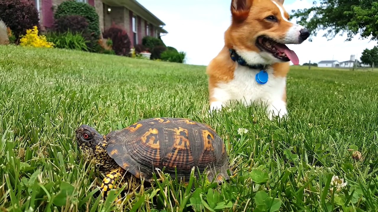 Turbo and the turtle
