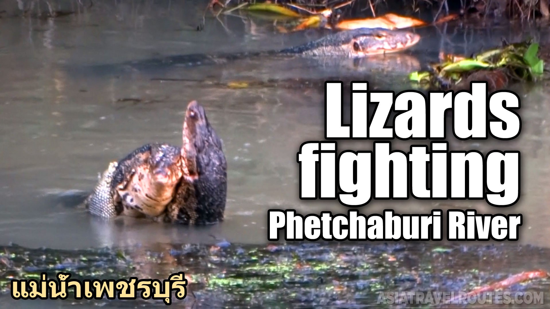 Lizards Fighting, Phetchaburi River