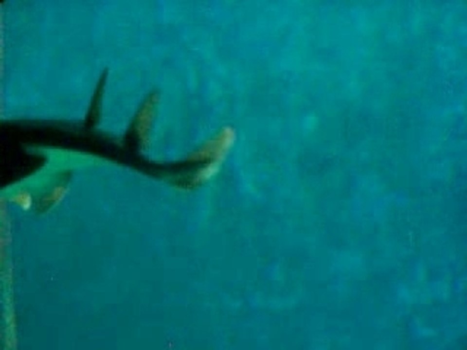 aquarium requins