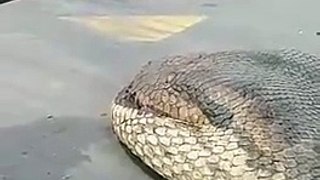Découverte dun énorme serpent aux mensurations impressionnantes - vidéo dailymotion [480]