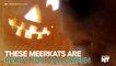 Meerkats and Pumpkins, Pumpkins and Meerkats!