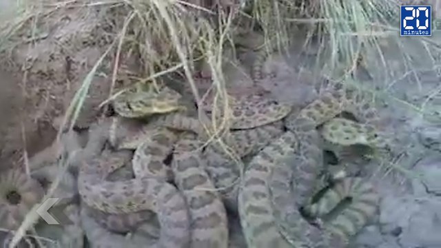 Ce drone tombe dans un nid de serpents ! - Le rewind du mardi 13 octobre.