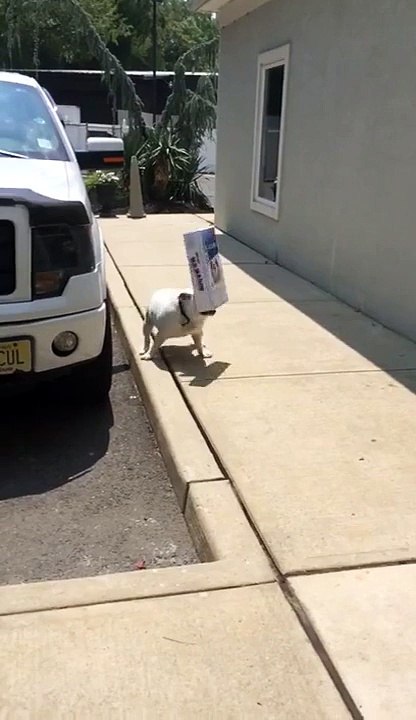 Un bulldog anglais cherche son chemin
