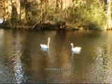 Bird Watching Beautiful Ducks,Gooses And Swans Nature scenery out doors natural high