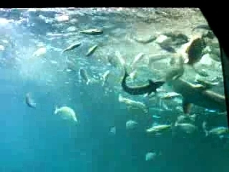 aquarium requins 2