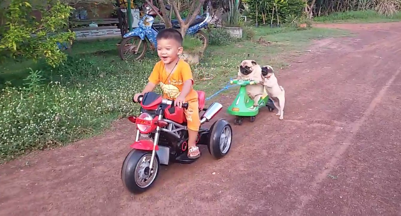 Un chien jaloux veut faire de la moto électrique pour bébé