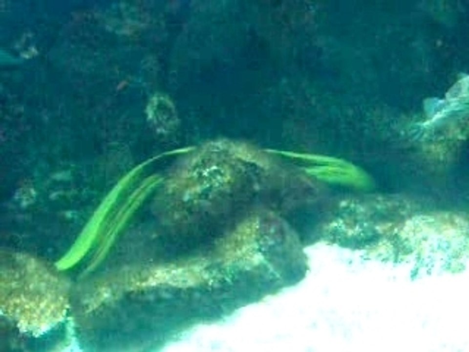 aquarium eau de mer