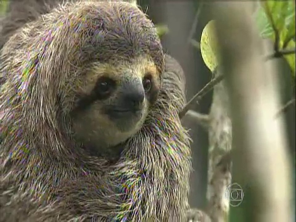 BICHO PREGUIÇA (reportagem)