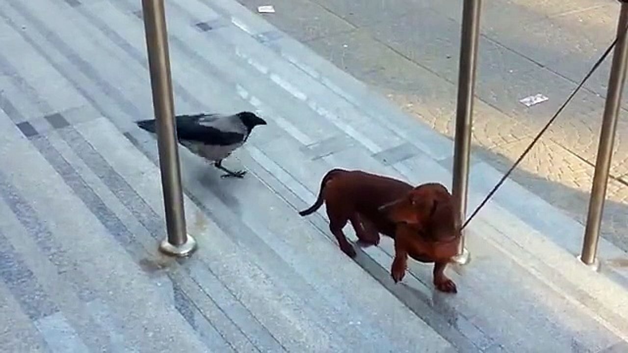 Funny crow