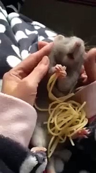 Mouse Eating Spaghetti