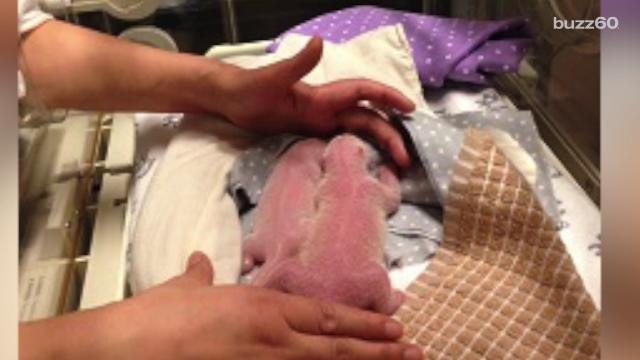 Canada's first panda cubs born at Toronto Zoo