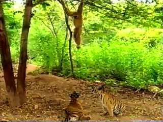 Monkey Tease Bengal Tigers