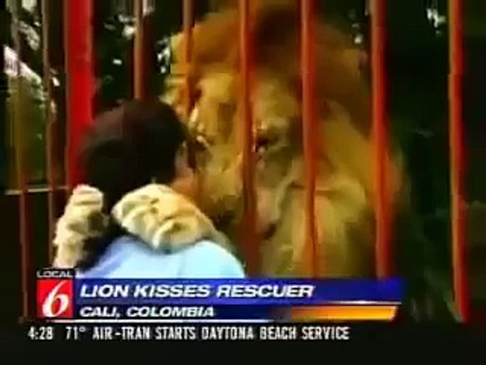 Lion Attack .