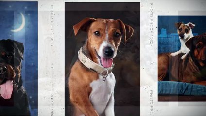 Séance Photos Animal&Co Orléans