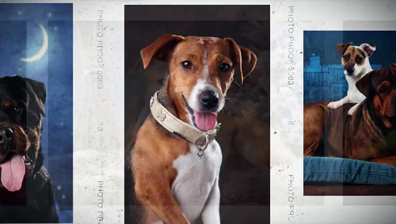 Séance Photos Animal&Co Orléans