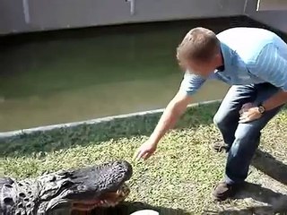 alligator , crocodile attack (animal attacks)-sTMlQSbAGfE