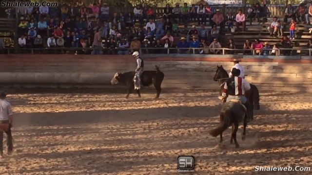 Monta De Toros Salvajes En El Ajial Coquimbo Chile Una Muestra De Los Mejores Toros De Las Mejores Ganaderias Chilenas Octubre 2015