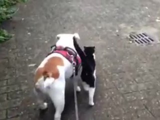 Bulldog finds himself a walking partner