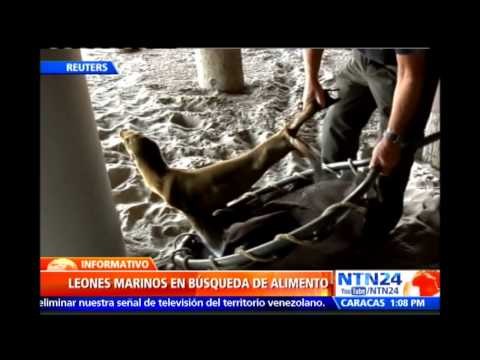 Rescatan más de 300 cachorros de leones marinos con signos de desnutrición en playas de California
