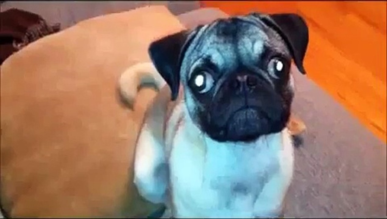 Anjing Berwajah Hantu Yang Lucu.HD
