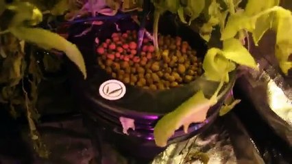 Automated Stealth Growing Kit - SuperCloset Hydrponic Grow System - HD