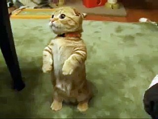 Awsome Cat  HD