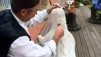 Como se faz um  Borracho para o transporte de vinho.