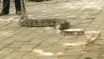 هندي يمسك ثعبان يزن 25 كليوجرام