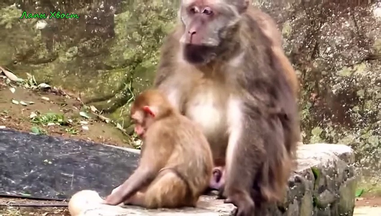 Приколы с животными - Fun with animals