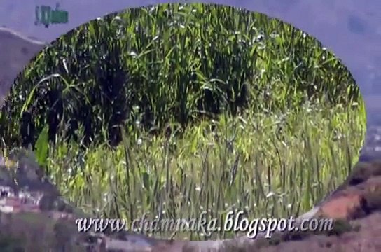 MANSEHRA , ABBOTTABAD LATEST Pakistan new Best hindko _ pashto mix Maya _ also (Watch Beauty of Hazara)