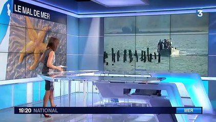 Les étoiles de mer sont le cauchemar des producteurs de moules bretons