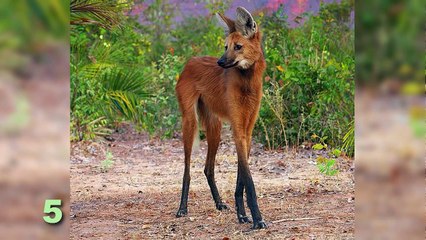 Shark Attacks Helicopter